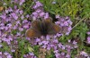 Erebia orientalis: Männchen (Bulgarien, Rila-Gebirge, Anfang August 2013, 2200m NN) [N]