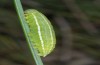 Erebia orientalis: Raupe (e.o. Bulgarien, Rila-Gebirge, 2300m, Eiablage Anfang August 2015) [S]
