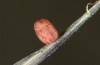 Erebia orientalis: Egg after some days (e.o. Rila mountains 2013) [S]