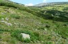 Erebia orientalis: Habitat in the Rila mountains in Bulgaria in early August 2013. [N]