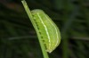 Erebia orientalis: Raupe (e.o. Bulgarien, Rila-Gebirge, 2300m, Eiablage Anfang August 2015) [S]