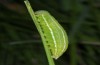 Erebia orientalis: Larva (e.o. rearing, Bulgaria, Rila Mountains, 2300m, oviposition in early August 2015) [S]