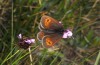 Erebia orientalis: Female (Bulgaria, Rila, early August 2013, 2200m asl) [N]