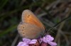 Erebia orientalis: Female (Bulgaria, Rila, early August 2013, 2200m asl) [N]