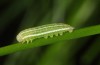 Erebia orientalis: Young larva (e.o. Rila mountains 2013) [S]