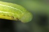 Erebia orientalis: Raupe (e.o. Bulgarien, Rila-Gebirge, 2300m, Eiablage Anfang August 2015) [S]