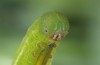 Erebia orientalis: Larva (e.o. rearing, Bulgaria, Rila Mountains, 2300m, oviposition in early August 2015) [S]