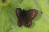 Erebia orientalis: Male (e.o. rearing, Bulgaria, Rila Mountains, 2300m, oviposition in early August 2015) [S]