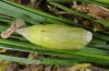 Erebia orientalis: Fresh pupa (e.o. rearing, Bulgaria, Rila Mountains, 2300m, oviposition in early August 2015) [S]