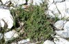 Melitaea ornata: Larvalhabitat zur Zeit der ausgewachsenen Raupe, eine solche hier an Centaurea fressend, linker oberer Teil der Pflanze (N-Griechenland, Siatista, 12. April 2022) [N]