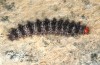 Melitaea ornata: Raupe im letzten Stadium vor der Überwinterung (e.o. Nordungarn 2021-2022) [S]