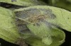Melitaea ornata: Raupengespinst am Ende des ersten Stadiums (e.o. Nordungarn 2021-2022) [S]