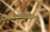 Erebia ottomana: Half-grown larva (e.o. Mont Lozère 2012) [S]