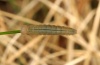 Erebia ottomana: Half-grown larva (e.o. Mont Lozère 2012) [S]