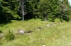 Erebia ottomana: Habitat on Mont Lozère (France, Massif Central), July 2012: woodland margin. [N]