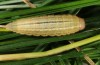 Erebia ottomana: Larva (e.l. Bulgaria, Pirin, egg in early August 2013) [S]