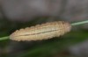 Erebia ottomana: Raupe (e.l. Mont Lozère, Anfang Juni 2013) [S]