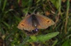 Erebia ottomana: Weibchen (Mont Lozère, Frankreich,  Juli 2012) [N]