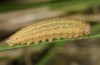 Erebia ottomana: Raupe (e.l. Mont Lozère, Anfang Juni 2013) [S]