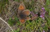 Erebia ottomana: Female (Bulgaria, Rila, 2000m asl, early August 2013) [N]