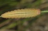 Erebia ottomana: Larva (e.l. Mont Lozère, early June 2013) [S]