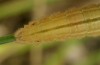 Erebia ottomana: Larva (e.l. Mont Lozère, early June 2013) [S]