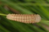 Erebia ottomana: Raupe nach der letzten Häutung (Frankreich, Massif Central, Mont Lozère, Anfang Juni 2013) [M]