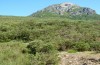 Erebia palarica: Habitat (NW-Spanien, Picos de Europa, Puerto de San Glorio, 1500m, Anfang Juli 2016) [N]
