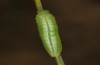 Coenonympha pamphilus: Larva L3 at the end of this instar (e.l. S-Germany, Heidenheim/Brenz, larvae found in early March 2024) [S]