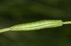 Coenonympha pamphilus: Larva L4 (e.o. rearing, S-Germany, Isny, 2020) [S]