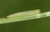 Coenonympha pamphilus: Larva L2 (e.o. rearing, S-Germany, Isny, 2020) [S]