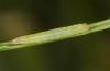 Coenonympha pamphilus: Larva L2 (e.o. rearing, S-Germany, Isny, 2020) [S]