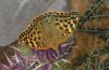 Argynnis pandora: Female (Askio mountains, N-Greece) [N]