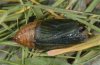 Erebia pandrose: Pupa [S]