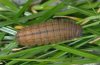 Erebia pandrose: Larva (brown form) [S]