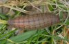 Erebia pandrose: Larva (brown form) [S]