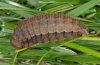 Erebia pandrose: Larva (brown form) [S]