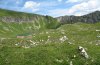 Erebia pandrose: Habitat in the Allgäu Alps (SW-Bavaria) in 2000m above sea level [N]