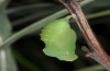 Lasiommata paramegaera: Pupa (e.o. rearing, Sardinia, Gennargentu, oviposition in late September 2018) [S]