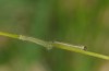 Lasiommata paramegaera: L1 and L2 larva (e.o. rearing, Sardinia, Gennargentu, oviposition in late September 2018) [S]