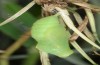 Lasiommata paramegaera: Larva (e.o. rearing, Sardinia, Gennargentu, oviposition in late September 2018) [S]