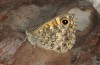 Lasiommata paramegaera: Weibchen (e.o. Sardinien, Gennargentu, Eiablage Ende September 2018) [S]