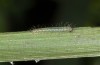 Lasiommata paramegaera: L1-Raupe (e.o. Sardinien, Gennargentu, Eiablage Ende September 2018) [S]