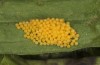 Melitaea parthenoides: Batch of eggs (S-Germany, Seeg)