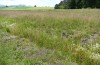 Melitaea parthenoides: Larval habitat with Plantago lanceolata in a dry part of a fen (S-Germany, Seeg, July 2020) [N]