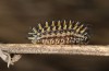 Melitaea parthenoides: Larva (S-Germany, Seeg)