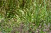 Melitaea parthenoides: Larvalhabitat mit Spitzwegerich in einem trockenen Teil einer Flachmoorwiese (Seeg, Juli 2020) [N]