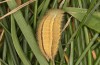 Melanargia pherusa: Raupe L5 (e.o. Sizilien, Trapani, San Vito lo Capo, Eiablage Anfang Mai 2024) [S]