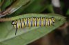 Danaus plexippus: L3-larva (La Gomera, Valle Hermoso, December 2011) [N]