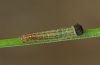 Erebia pluto: L1-larva (e.o. Lüner See 2011) [S]